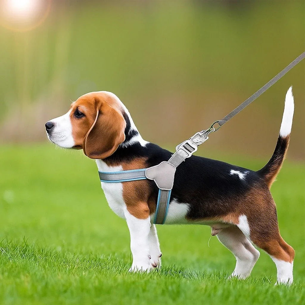 Harnais-pour-chien-Marche-DogRider