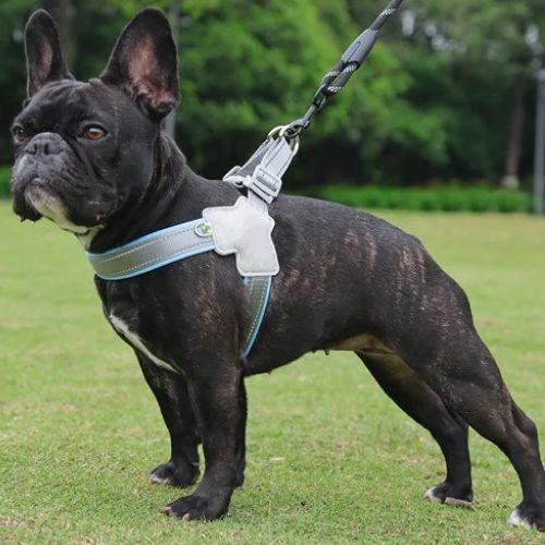 Harnais-pour-chien-Bleu-DogRider