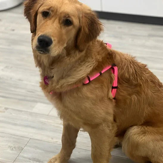 Harnais-pour-chien-Confort-TaskHound