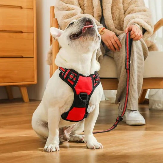 Harnais-pour-chien-Rouge-TrailPaw