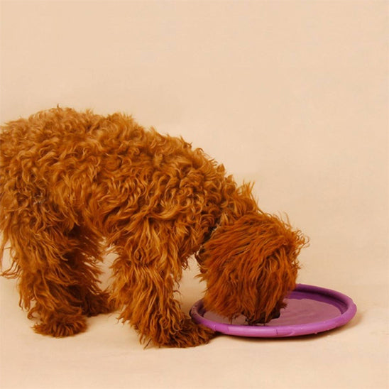 Jouet-chien-utile-AeroDisc