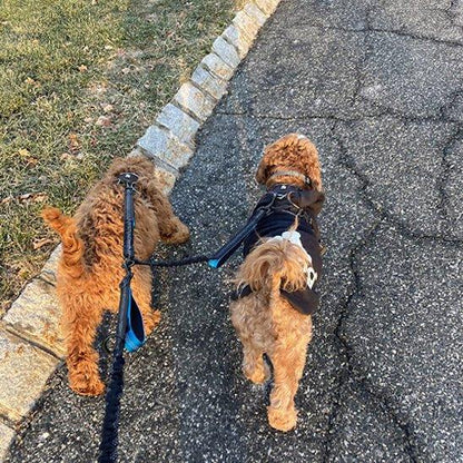 Laisse-chien-promenade-FlexiDuo