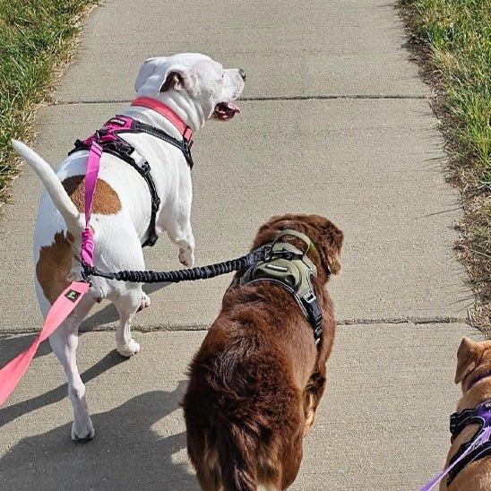 Laisse-chien-promenade-TwiceWalk