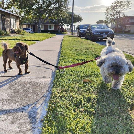 Laisse-chien-marche-TwiceWalk