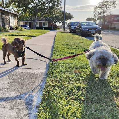 Laisse-chien-marche-TwiceWalk