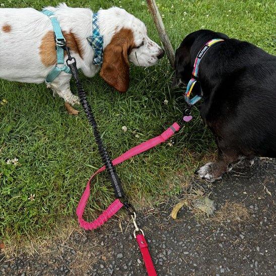 Laisse-chien-plaisir-TwiceWalk