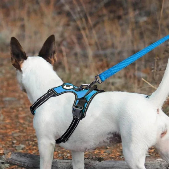 Laisse-chien-marche-WoofLine