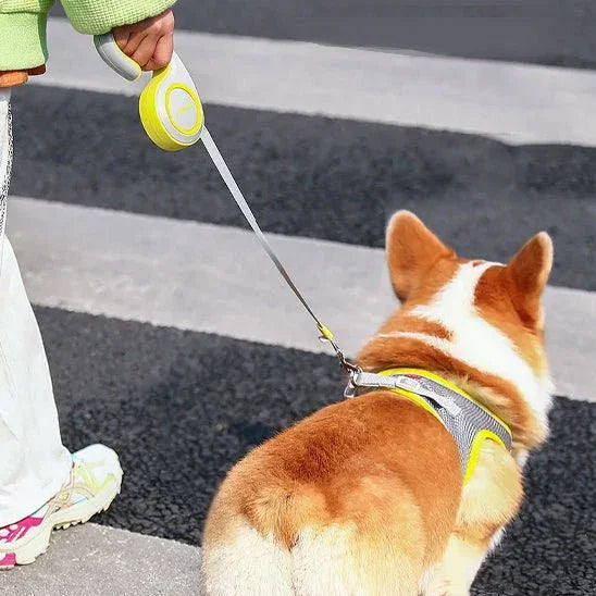 Laisse-pour-chien-promenade-ZippyPaw