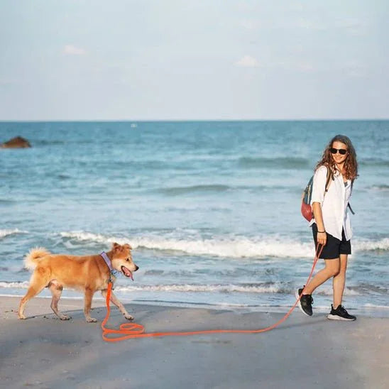 Longe-pour-chien-Promenade-LibraPaw