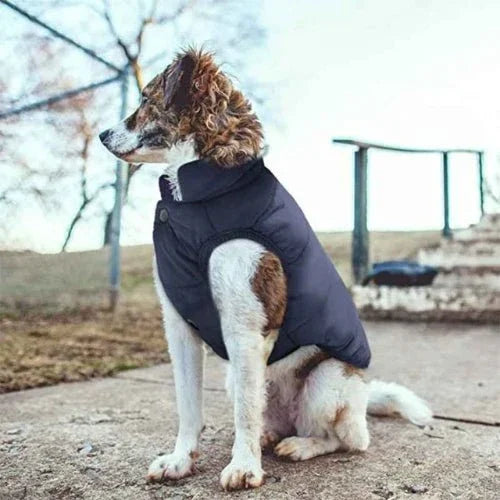 Manteau-chien-Promenade-DoggyCozy