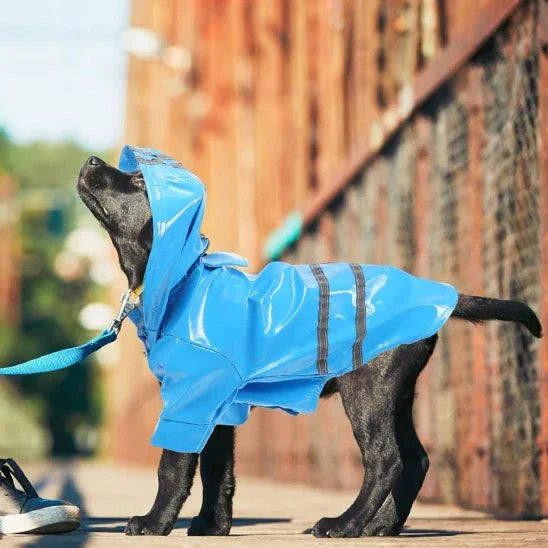 Manteau-chien-Promenade-RainPup