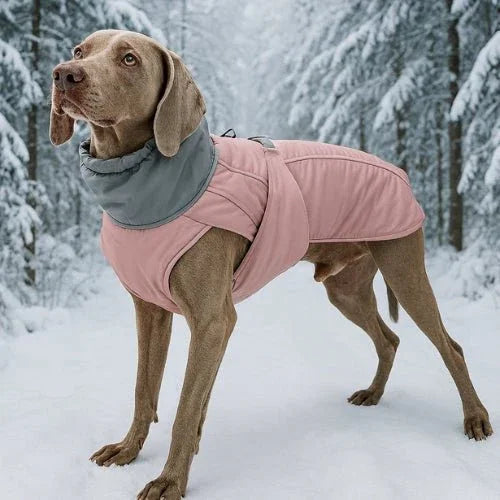 Manteau-chien-Rose-StormGuard