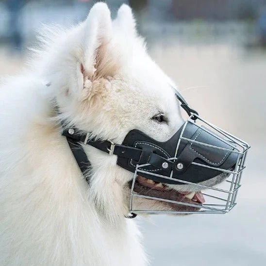 Museliere-chien-Marche-IronMuzzle