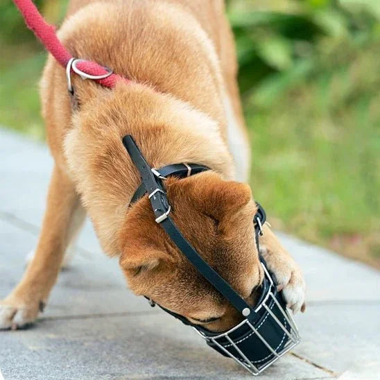 Museliere-chien-Promenade-IronMuzzle