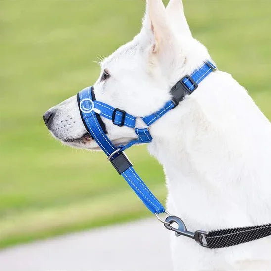 Museliere-pour-chien-Bleu-SafeWalk