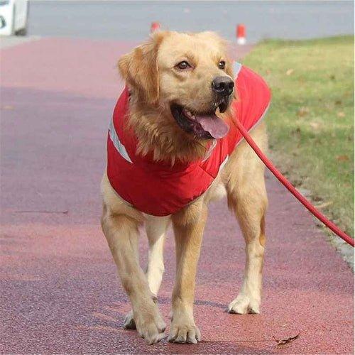 Vetement-chien-Marche-BrightWalk