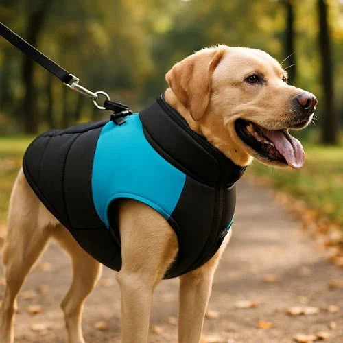 Vetement-chien-Marche-NeoDog